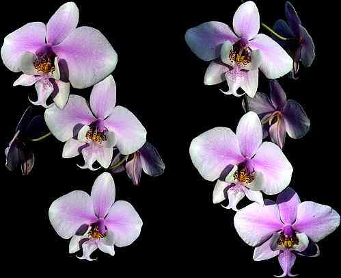 Phalaenopsis schilleriana